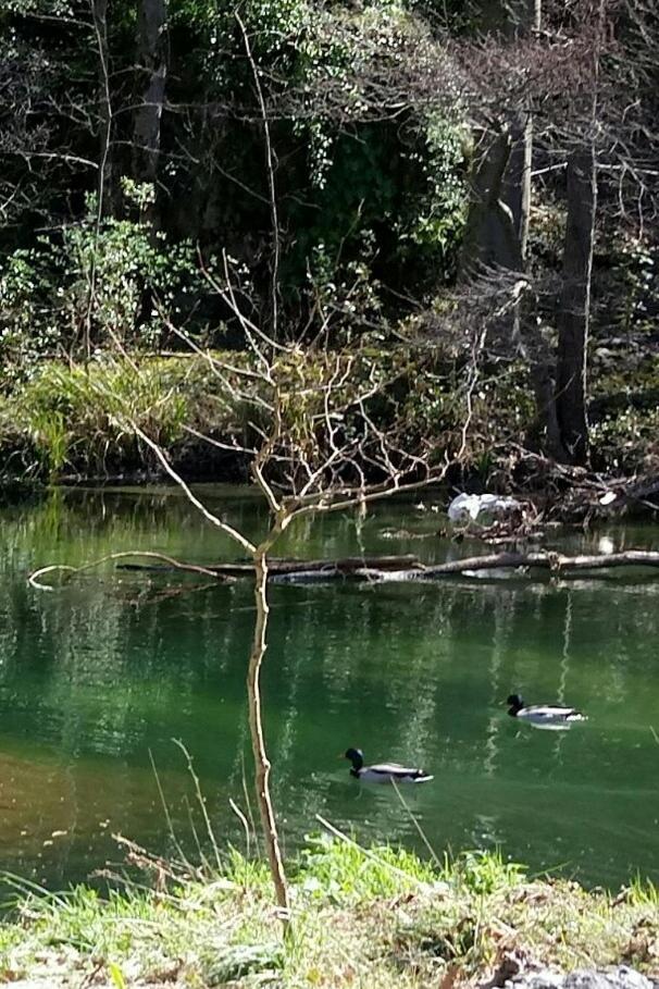 Le Moulin Aux Chandelles 2, Vacances & W-E, Vues Riviere, Montagne & Ville, Tout Confort Deconnecte, Eclairage Bougies, Connexions A 200M Au Centre Le Vigan Gite Les Amoureux De L'Arre, Randonnee Chemin De Saint-Guilhem-Le-Desert, Lire Profil Avant R Екстериор снимка
