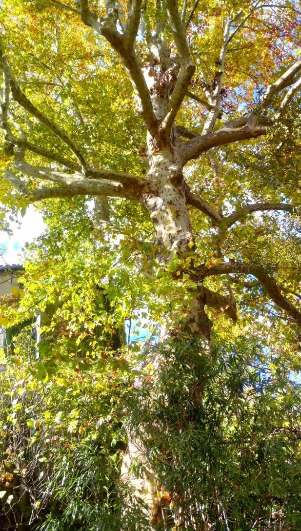 Le Moulin Aux Chandelles 2, Vacances & W-E, Vues Riviere, Montagne & Ville, Tout Confort Deconnecte, Eclairage Bougies, Connexions A 200M Au Centre Le Vigan Gite Les Amoureux De L'Arre, Randonnee Chemin De Saint-Guilhem-Le-Desert, Lire Profil Avant R Екстериор снимка
